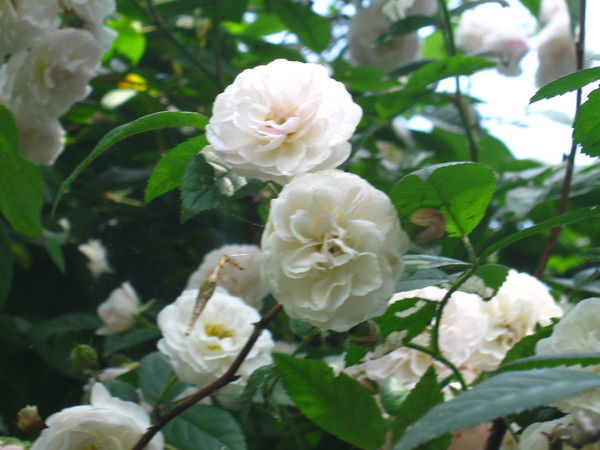 Лена Савченко