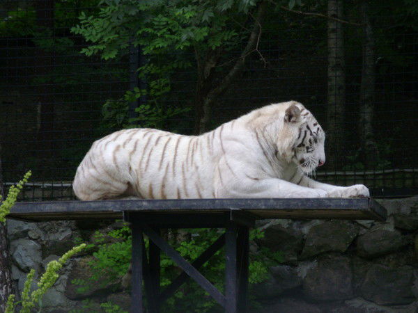 Надежда Марзан