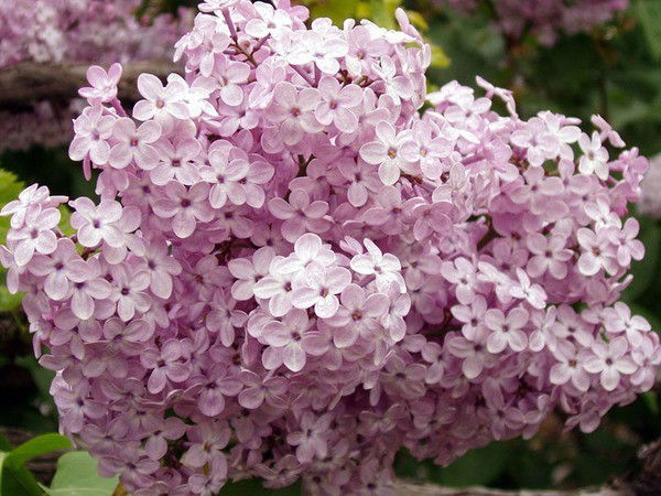 Анна Заварухина