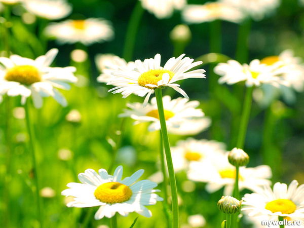 Гуманитарная Академия