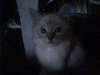 Витя Тамтура