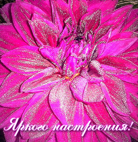 Елена Абузова