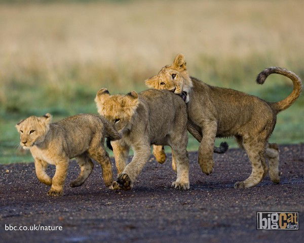 Елена Радионова(Шейко)