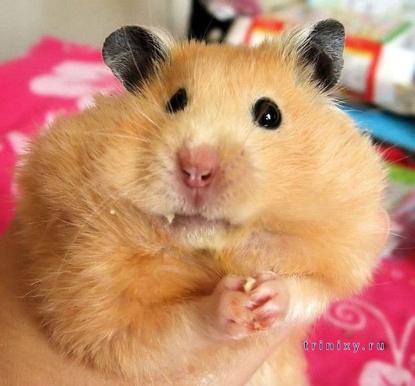 Ольга Морозова