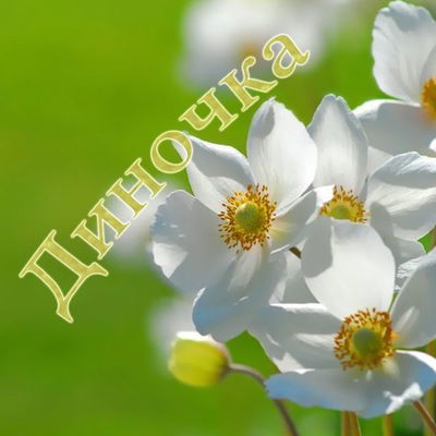 Дина Сафина