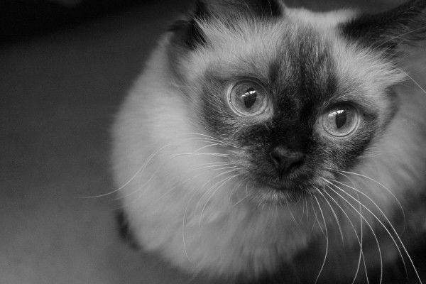 Лера Зинина