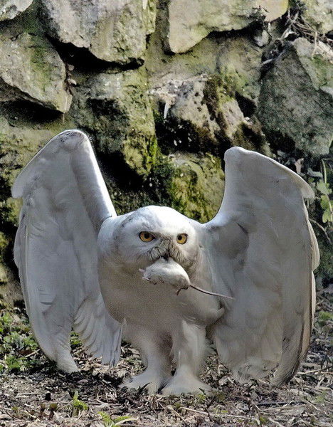 Давид Шторк