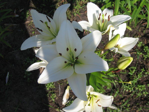 Екатерина Гостева