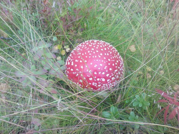 Сергей Бегичев