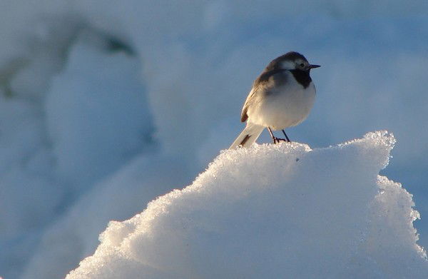 Сергей Рольгейзер