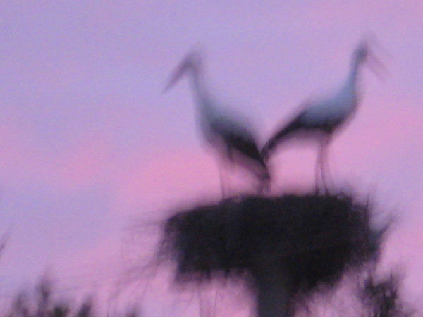 Лида Орлова