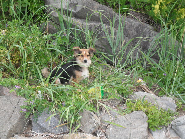 Белый Ангел