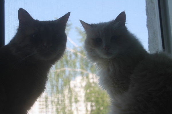 Ирина Ирина