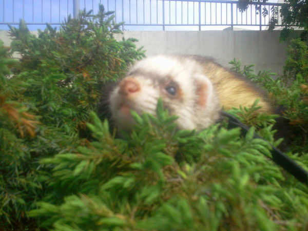 Марина Панфёрова