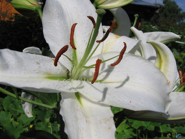 Brilli@nt Титова