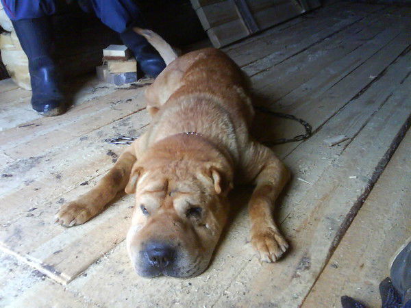 Станислав Корнейчук