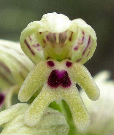 Наталия Биленко