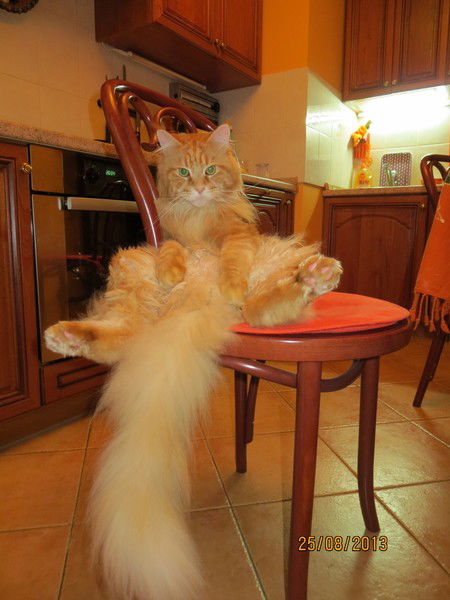 Береза Белая