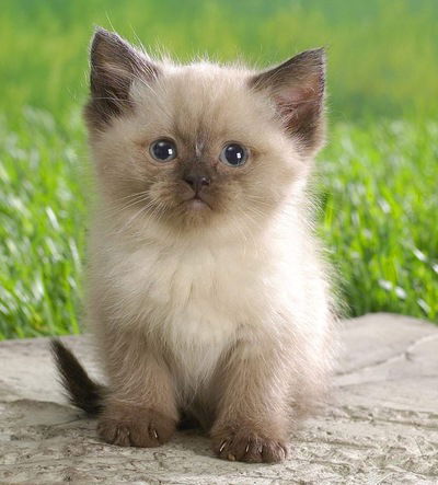 Елизавета Гребнева