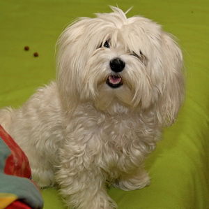 Люба Каурцева