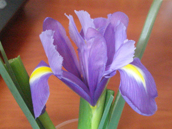 Ира Пономаренко