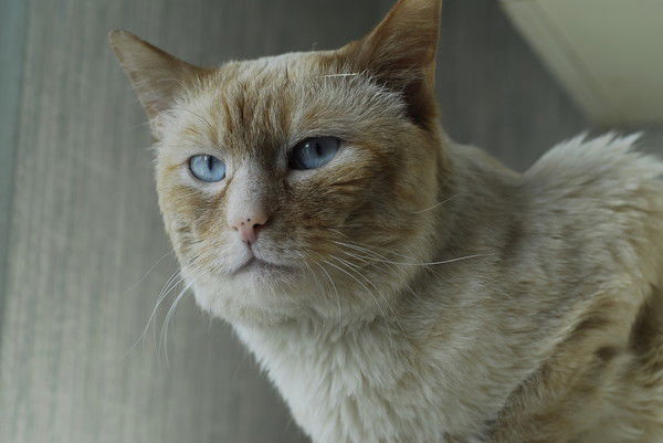 Александр Петрович