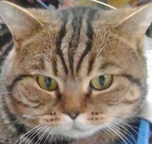 Елена Зборовская