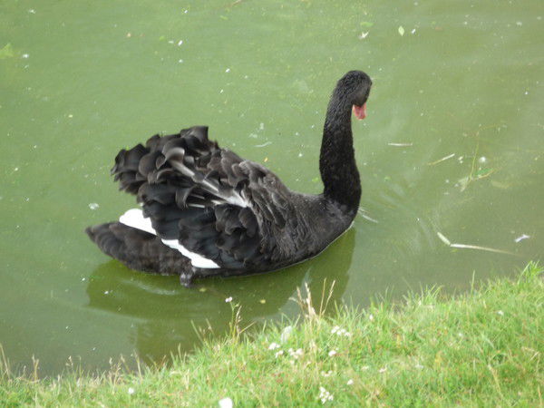 Катерина Иванова (Мухина)