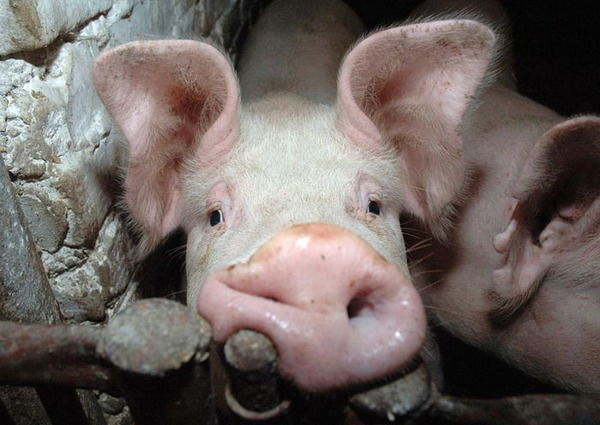 Ромаха Тимофеев