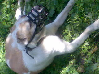 Алексей Погребняк