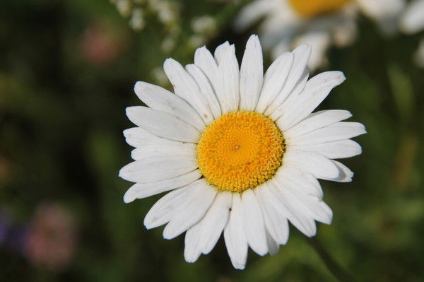 Юлия Терпелова