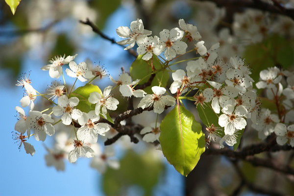 Алена Малахова