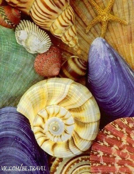 Елена Борячок