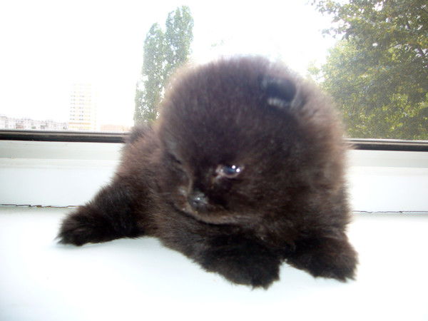 Елена Терехина