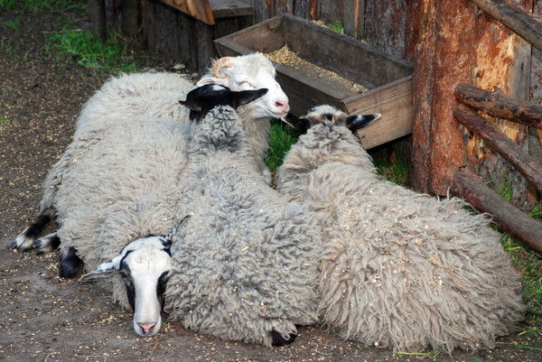 Сергей Сулейманов