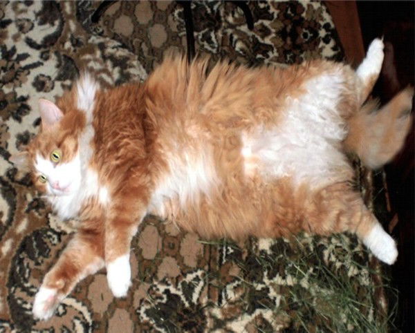 Сергей Шинкевич