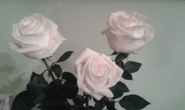 Наталья Володина