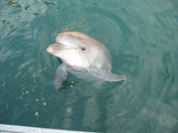 Курск Курск