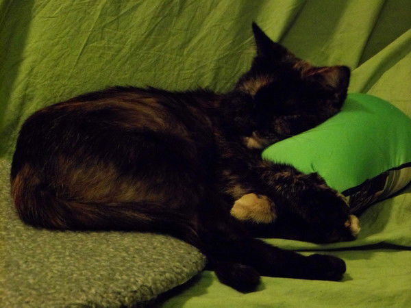 Юлия Монастырская