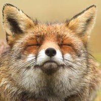 Александра Сергеева