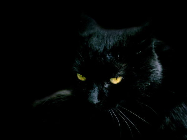 Светлана Огренич