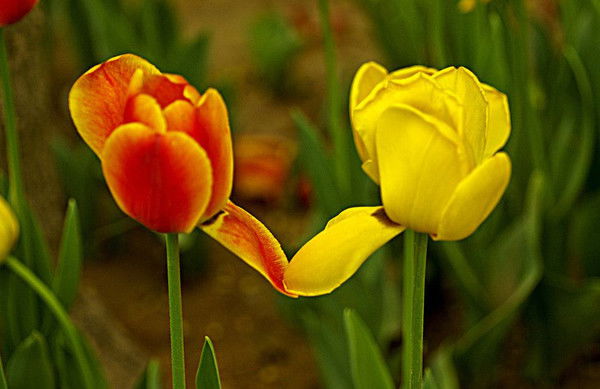 Ольга Сивкова