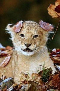 Татьяна Чуфистова