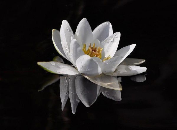 Елена Дулепова