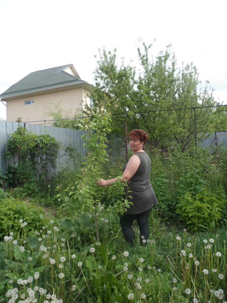 Елена Левченко (Липкина)