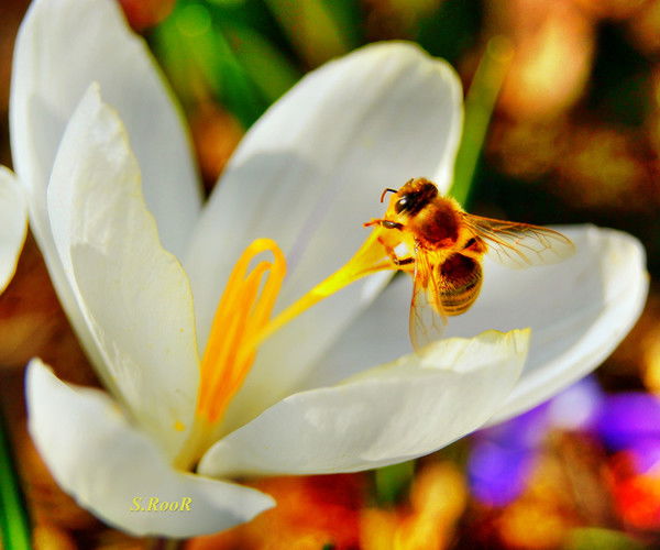 Наталья Красноперова