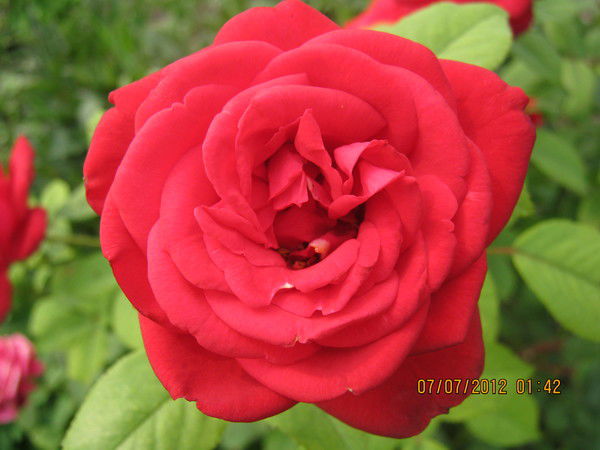 Ирина Миллер