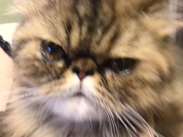 Алексей Стецюк