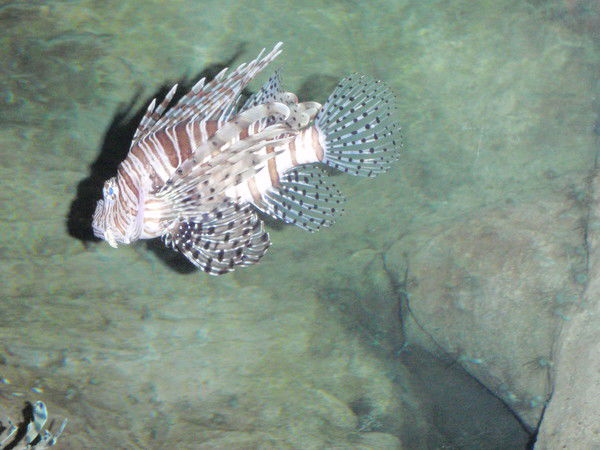 Гульнара Касенова