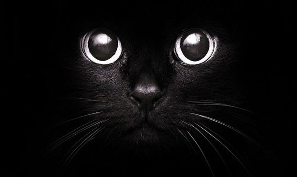 Dимитrиys Companero